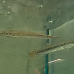 Marbled Gar