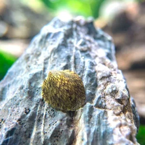 Marbled Limpet AKA Porcelain AKA Turtle Limpet Nerite Snail (Septaria porcellana)