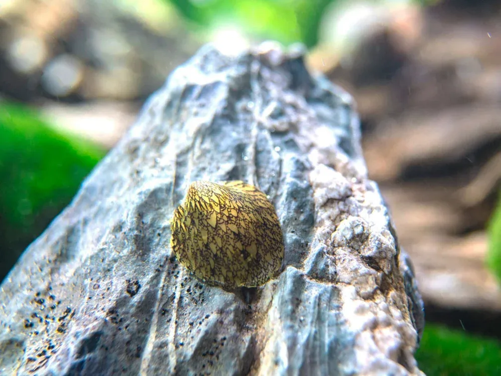 Marbled Limpet AKA Porcelain AKA Turtle Limpet Nerite Snail (Septaria porcellana)