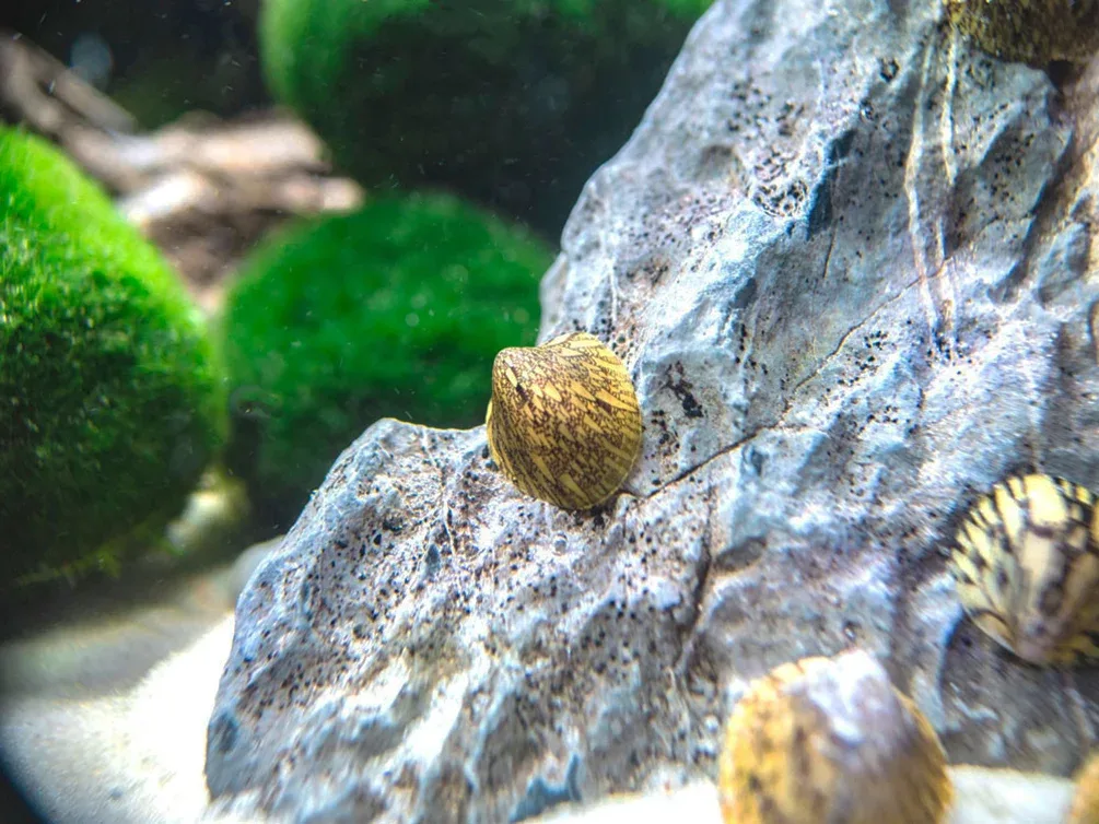 Marbled Limpet AKA Porcelain AKA Turtle Limpet Nerite Snail (Septaria porcellana) - Image 2