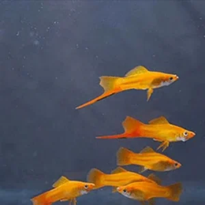 Marigold Swordtail