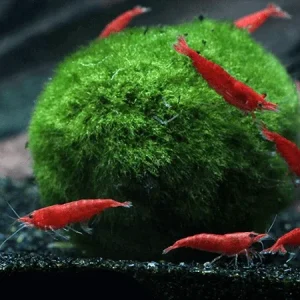 Marimo Moss Ball