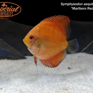 Marlboro Red Discus
