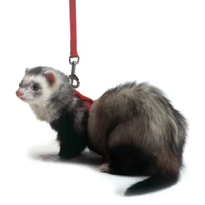 Marshall Pet Products Ferret Harness and Lead Set Red