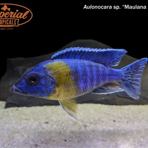 Maulana Bicolor Peacock
