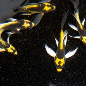 Mayan Butterfly Koi (Cyprinus rubrofuscus "Mayan") - Tank Bred