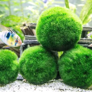 Medium Marimo Moss Balls (Aegagropila linnaei), 1-1.5 inch