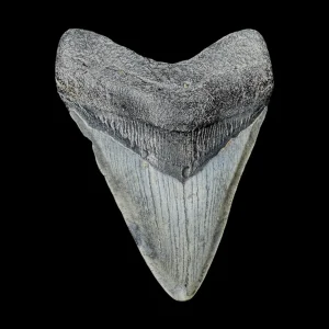 Megalodon Tooth