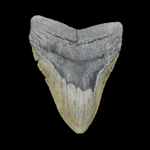 Megalodon Tooth