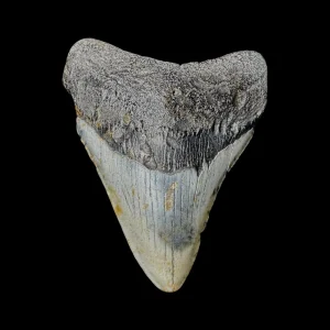 Megalodon Tooth