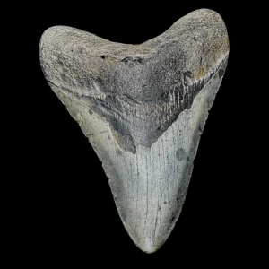 Megalodon Tooth