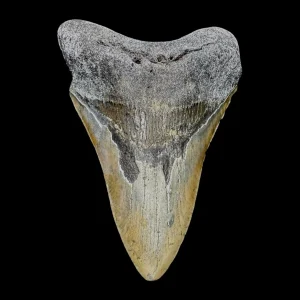 Megalodon Tooth