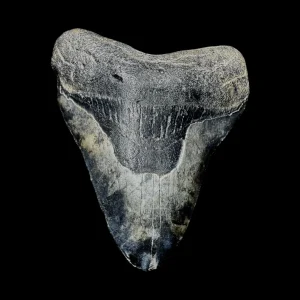 Megalodon Tooth