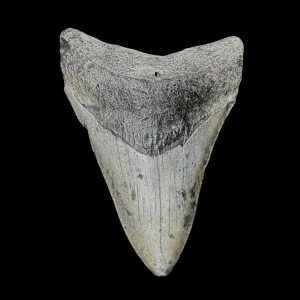 Megalodon Tooth