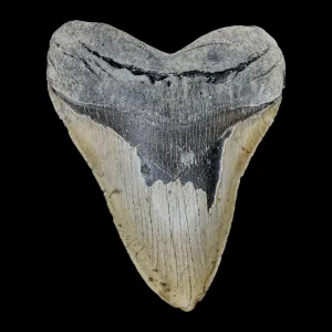 Megalodon Tooth