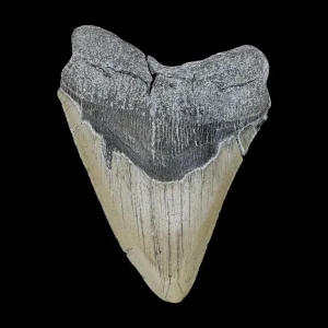 Megalodon Tooth