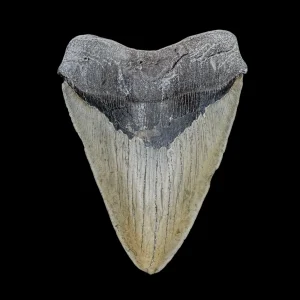 Megalodon Tooth
