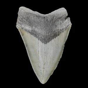 Megalodon Tooth