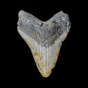 Megalodon Tooth
