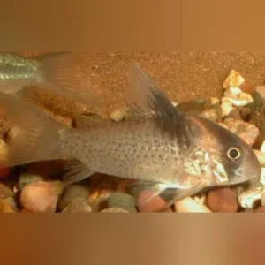 Melanistius Cory