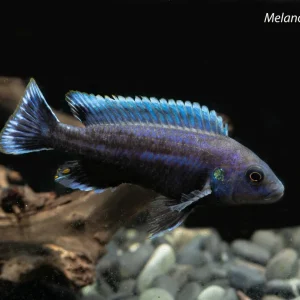 Melanochromis chipokae