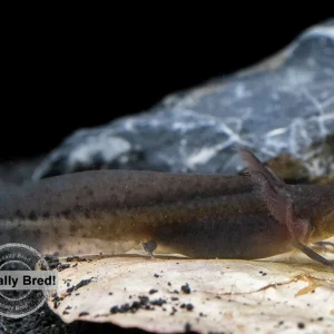 Melanoid Axolotl (Ambystoma mexicanum), Locally Bred!