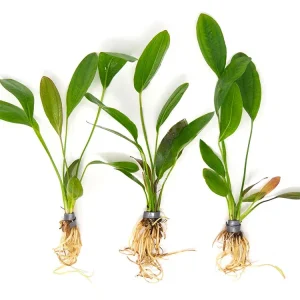 Melon Sword (Echinodorus osiris) - Bare Root
