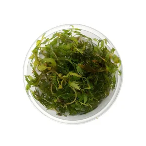 Mermaid Weed (Proserpinaca palustris) Tissue Culture