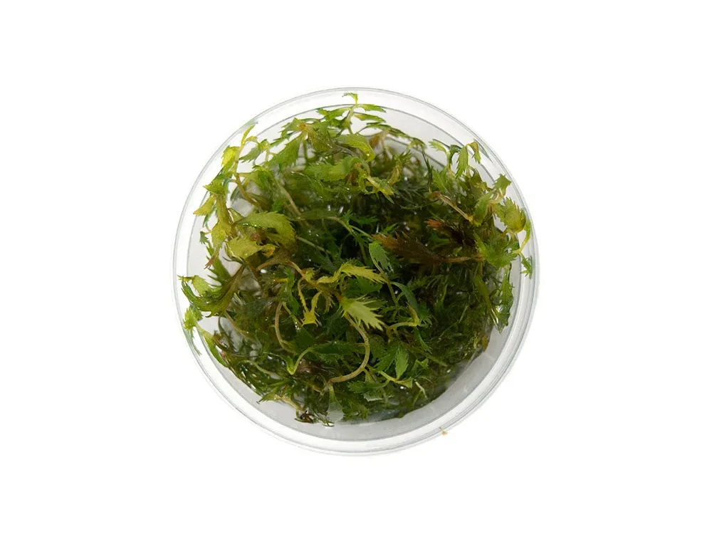 Mermaid Weed (Proserpinaca palustris) Tissue Culture