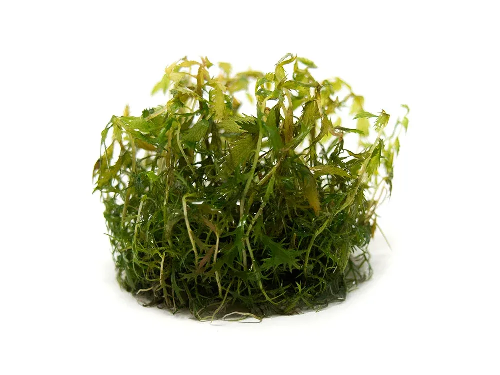 Mermaid Weed (Proserpinaca palustris) Tissue Culture - Image 2