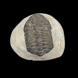 Metacanthian Trilobite in Matrix