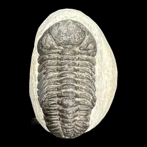 Metacanthian Trilobite in Matrix
