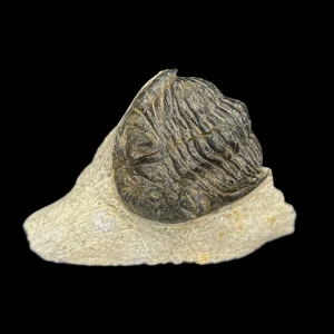 Metacanthian Trilobite in Matrix