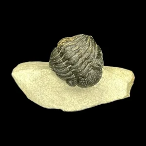 Metacanthian Trilobite in Matrix