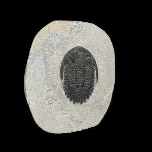 Metacanthian Trilobite in Matrix