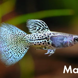 Metal Blue Grass Guppy (Poecilia reticulata) – Tank Bred