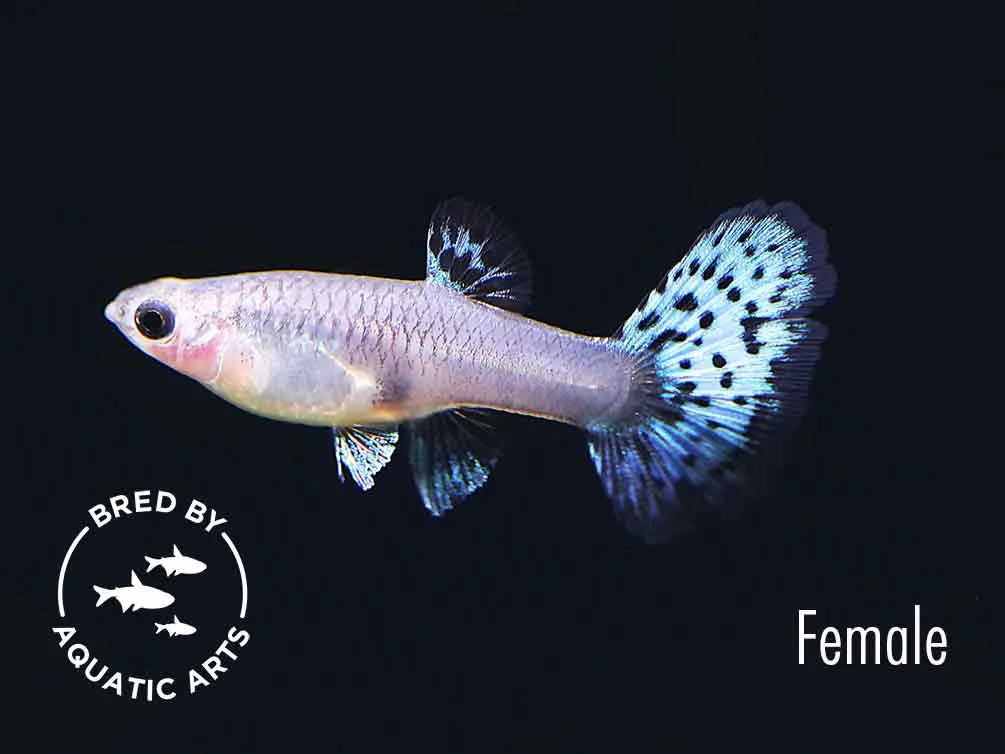 Metal White Tiger Guppy (Poecilia reticulata) - Bred By Aquatic Arts - Image 2