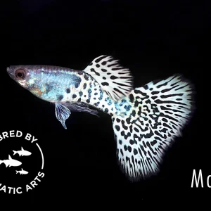 Metal White Tiger Guppy (Poecilia reticulata) - Bred By Aquatic Arts