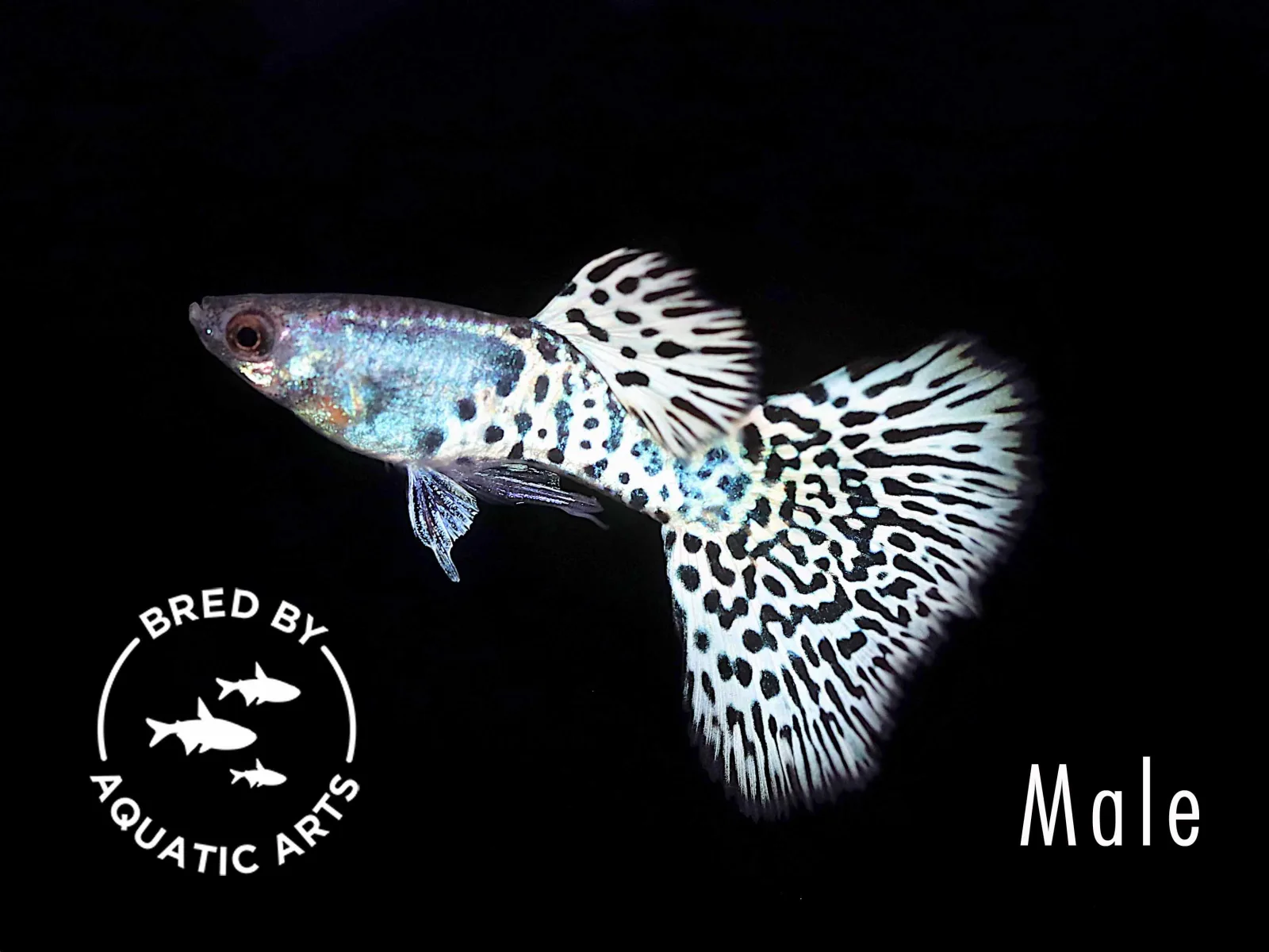Metal White Tiger Guppy (Poecilia reticulata) - Bred By Aquatic Arts