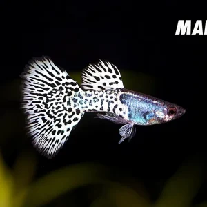 Metal White Tiger Guppy (Poecilia reticulata) – Tank-Bred