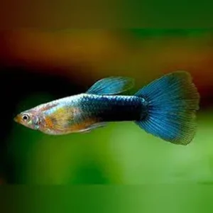 Metallic Blue Guppy (Pair)