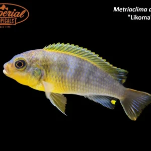 Metriaclima aurora "Likoma"