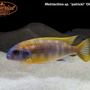 Metriaclima sp. patricki "Chidunga"