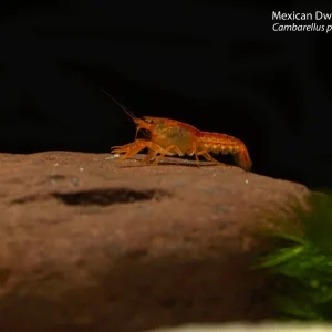 Mexican Dwarf Orange Crayfish