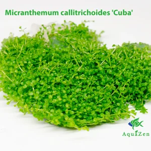Micranthemum callitrichoides 'Cuba' (Micranthemum callitrichoides) Tissue Culture