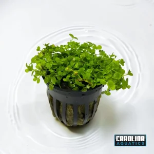 Micro Monte Carlo Potted