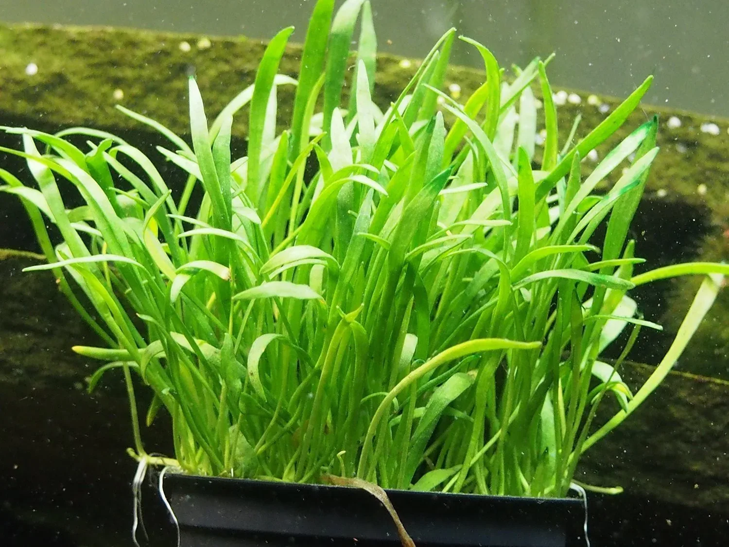 Micro Sword (Lilaeopsis brasiliensis) - Image 2