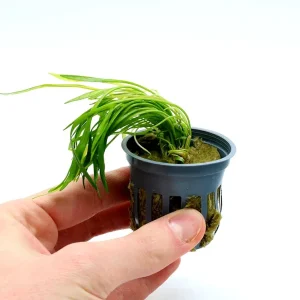 Micro Sword (Lilaeopsis brasiliensis)