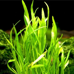 Micro Sword (Lilaeopsis brasiliensis)