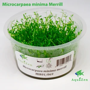 Microcarpaea minima Merrill (Microcarpaea Minima ) Tissue Culture